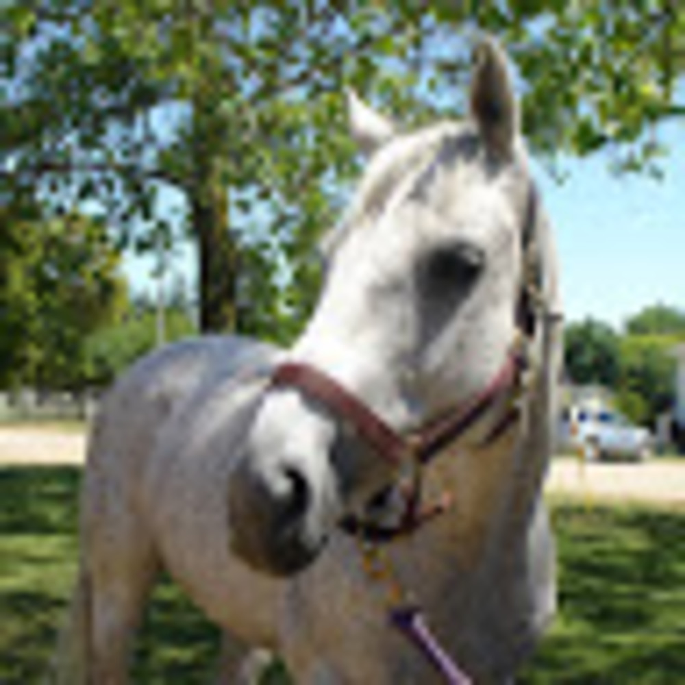 Meet your Posher, Ellie